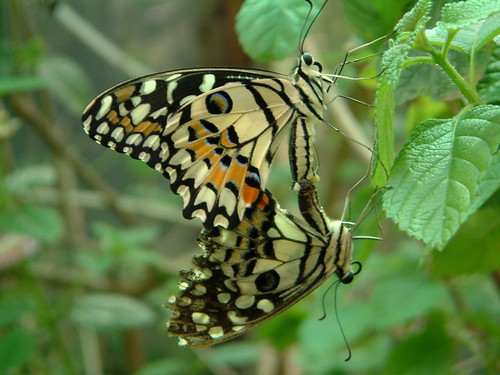 Chang Mai Butterfly - 4